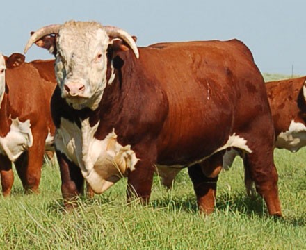 Mississippi Hereford Bull