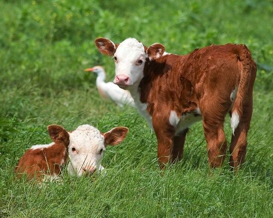 Mississippi Hereford calves